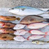 釣果報告