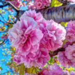 大村桜まつり