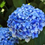 2018ながさき紫陽花まつり（ナガサキオタクサマツリ）