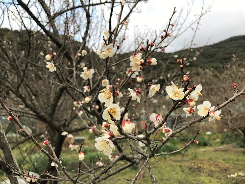 長崎の梅の花